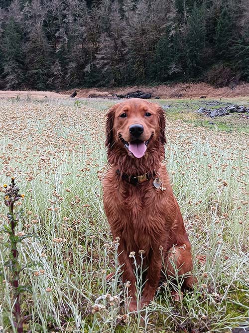 Portrait of golden retriever in field