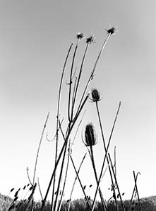 Greyscale photo of thistles reaching toward the sky.